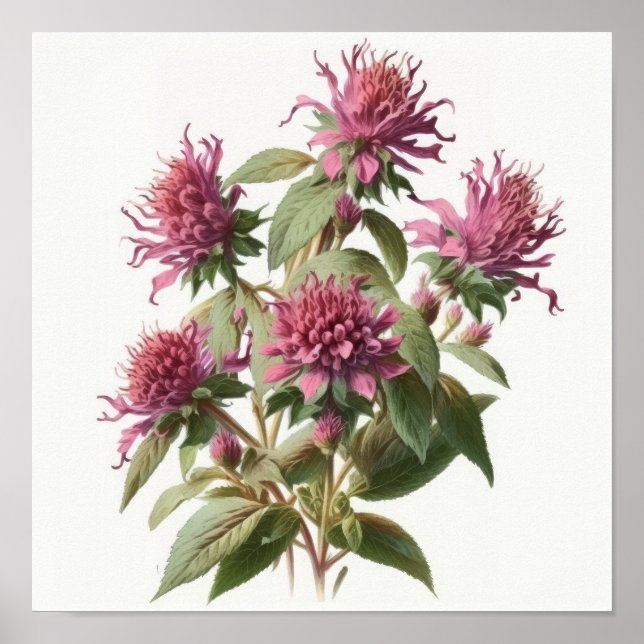 Pink Bee Balm Art Imprimer Poster (Devant)