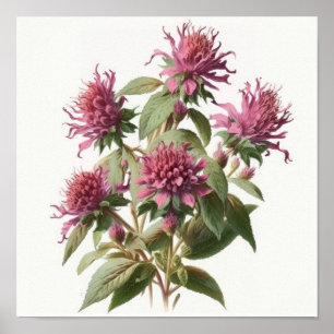 Pink Bee Balm Flower Art Print Poster