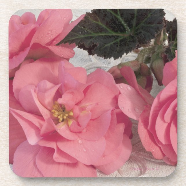 Pink Begonia Flowers Coasters (Front)