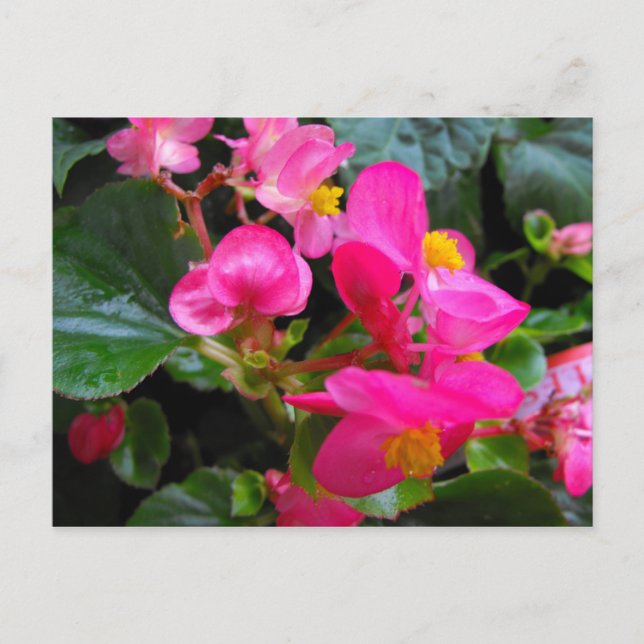 Pink Begonia Postcard (Front)