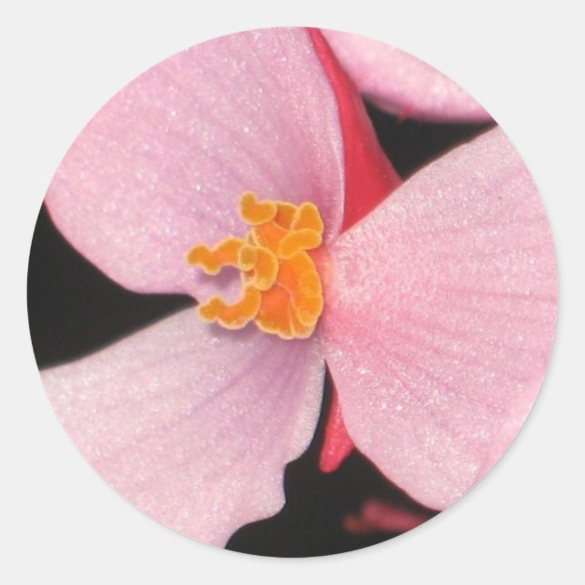 Pink Begonia Sticker (Front)