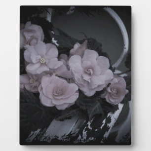 Pink Begonias Resting On Bench Plaque