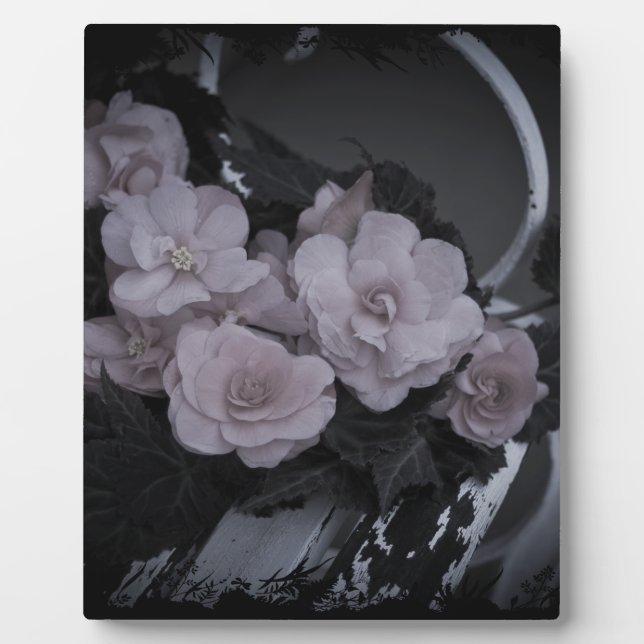 Pink Begonias Resting On Bench Plaque (Front)