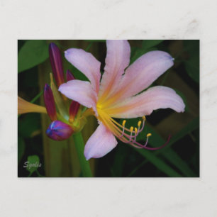 Pink Belladonna Lily Bloom Postcard