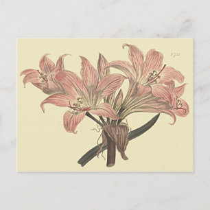 Pink Belladonna Lily Botanical Illustration Postcard