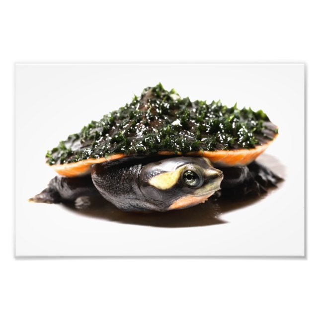 Pink Belled Sideneck Turtle Photo Print (Front)