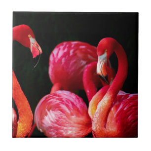 Pink Bird Birds flamingo Tile