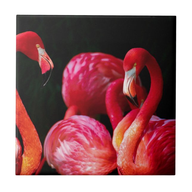 Pink Bird Birds flamingo Tile (Front)