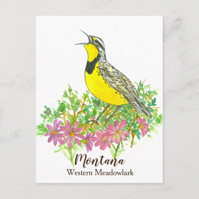 Pink Bitterroot Western Meadowlark Montana Postcard (Front)