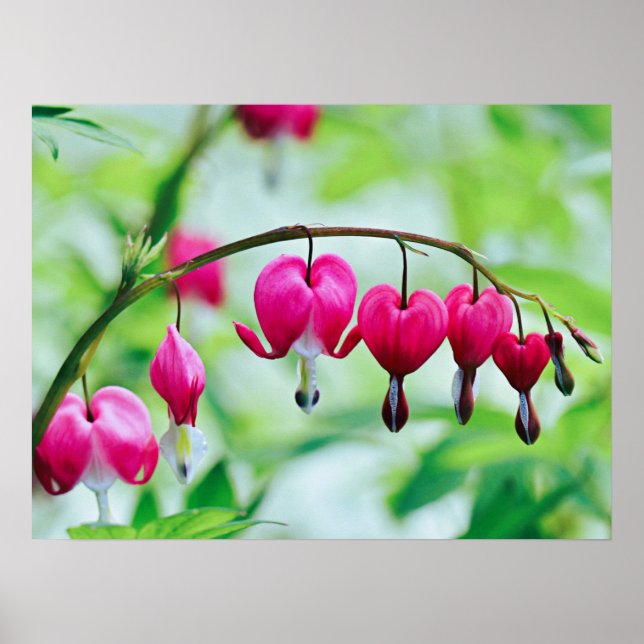 Pink Bleeding heart Flower Elegant Pretty Poster (Front)