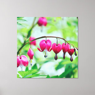 Pink Bleeding heart Flower Pretty Elegant Canvas Print
