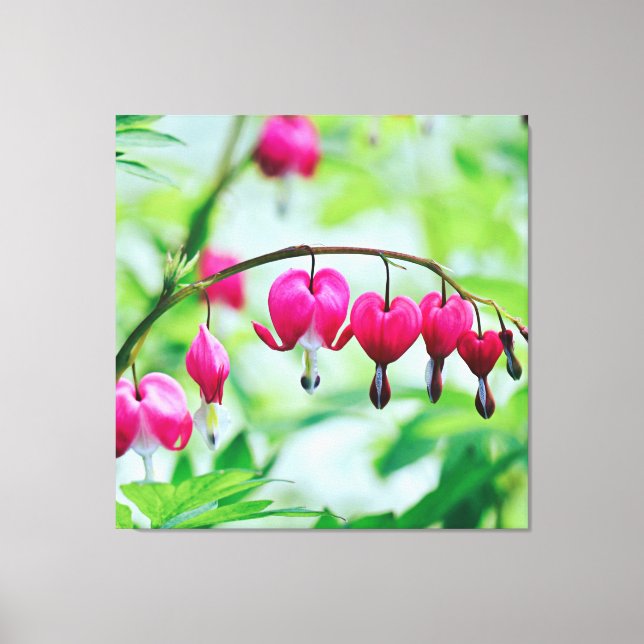 Pink Bleeding heart Flower Pretty Elegant  Canvas Print (Front)