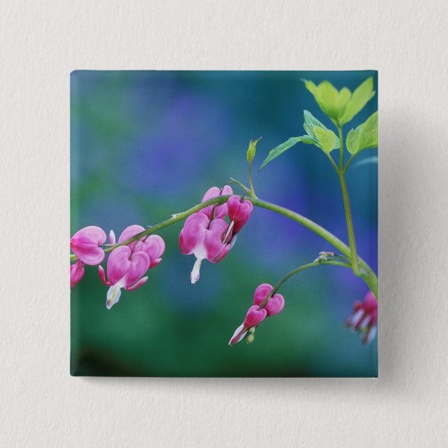Pink bleeding hearts in garden. Credit as: 2 Inch Square Button (Front)