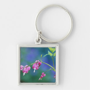 Pink bleeding hearts in garden. Credit as: Keychain