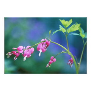 Pink bleeding hearts in garden. Credit as: Photo Print