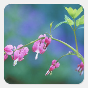 Pink bleeding hearts in garden. Credit as: Square Sticker