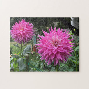 Pink Blooming Dahlia Flowers Jigsaw Puzzle