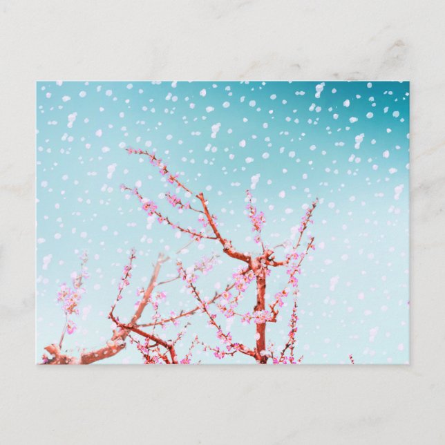 Pink blossom and flying petals (or snow?) postcard (Front)