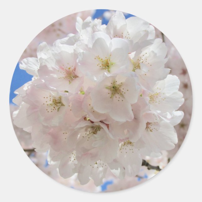 Pink Blossom Balls. Classic Round Sticker (Front)