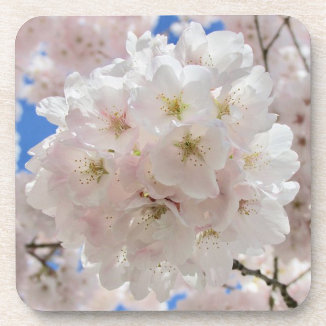 Pink Blossom Balls. Coaster (Front)