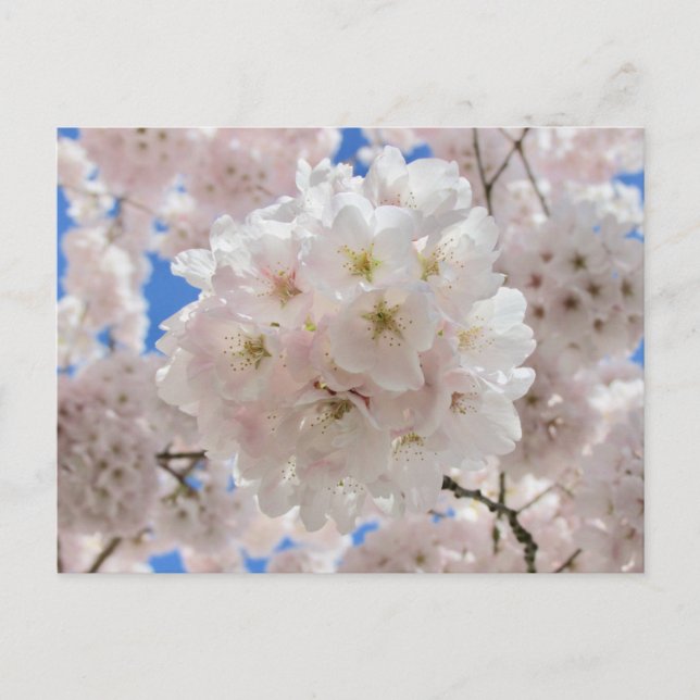 Pink Blossom Balls. Postcard (Front)