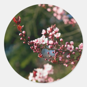 Pink Blossom in the warm summer light Classic Round Sticker