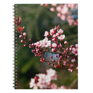 Pink Blossom in the warm summer light Notebook