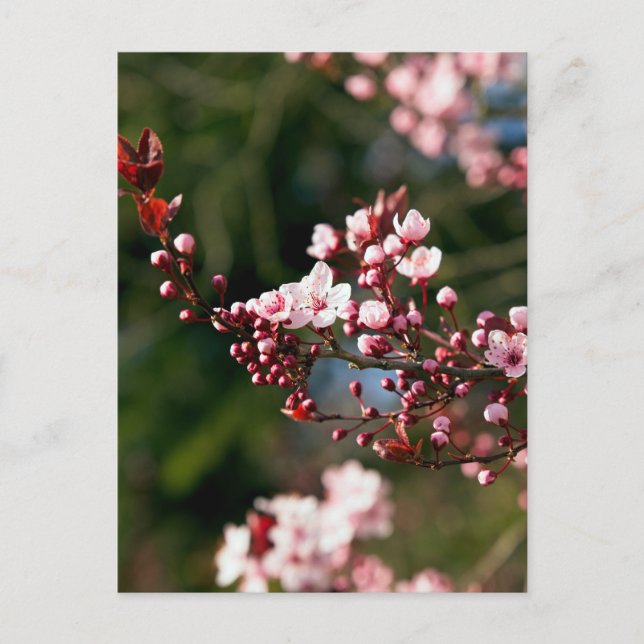 Pink Blossom in the warm summer light Postcard (Front)