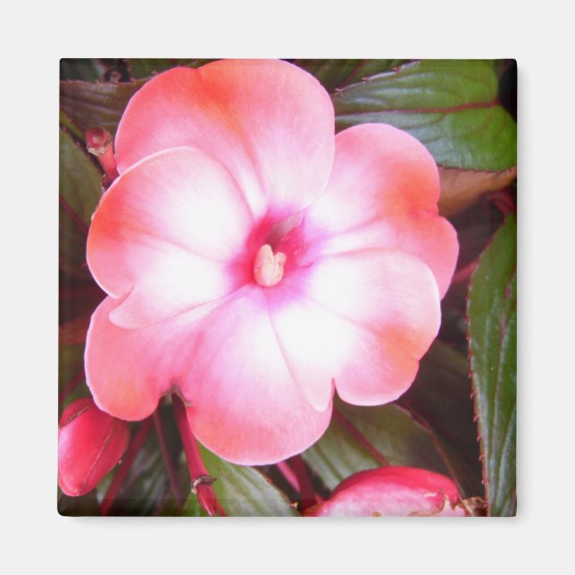 Pink Blossom Magnet (Front)