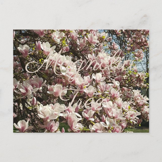 Pink Blossom Magnolia Tree Floral Photography Postcard (Front)