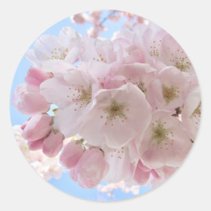 Pink Blossoms Blue Sky. Classic Round Sticker