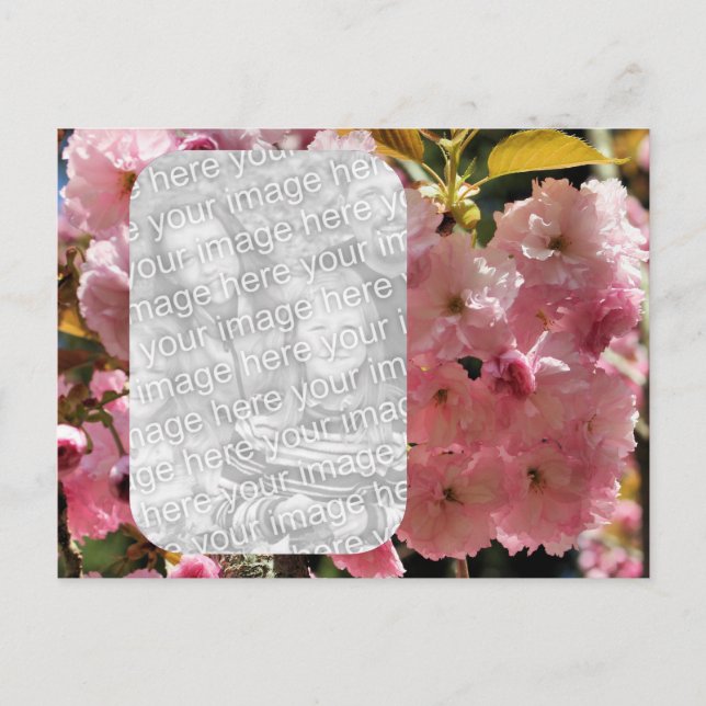 Pink Blossoms Floral Photo Postcard (Front)