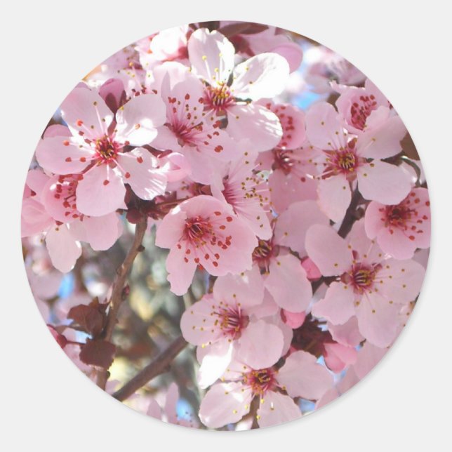 Pink Blossoms on Ornamental Flowering Tree Classic Round Sticker (Front)