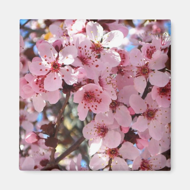 Pink Blossoms on Ornamental Flowering Tree Magnet (Front)