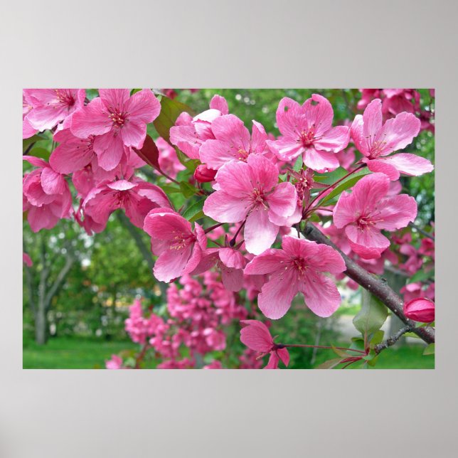 Pink Blossoms Print (Front)