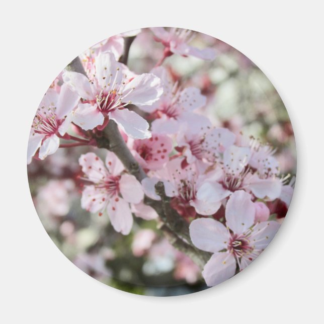 Pink Blossoms Red Stems. Magnet (Front)