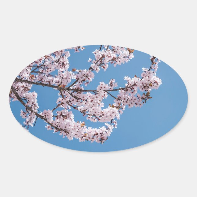 pink blossoms sky oval sticker (Front)