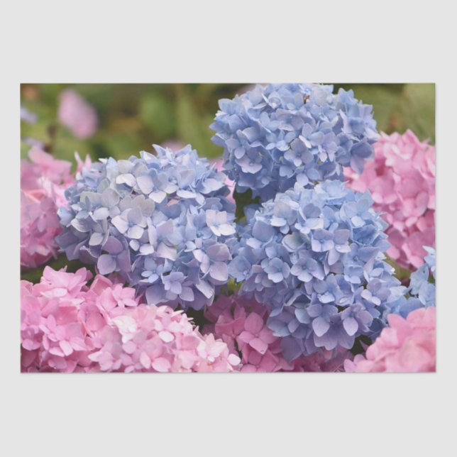 Pink Blue Hydrangea Flower Gender Reveal Tissue Paper (Front)