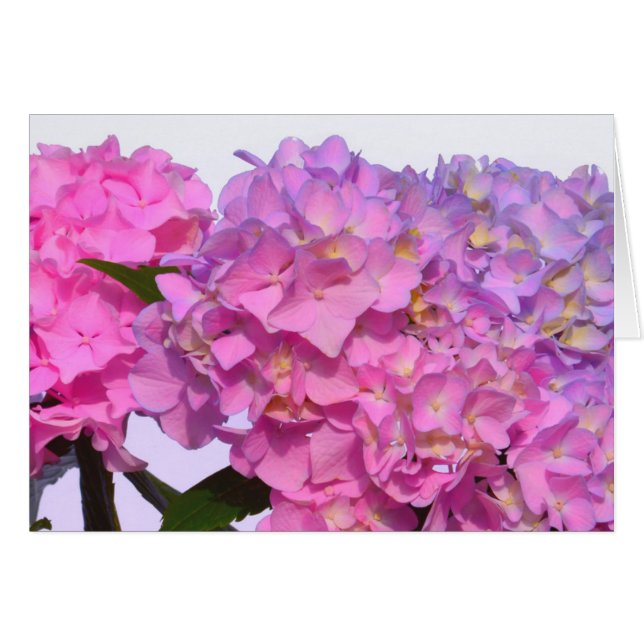 Pink Blue Hydrangeas elegant pink purple flowers (Front Horizontal)