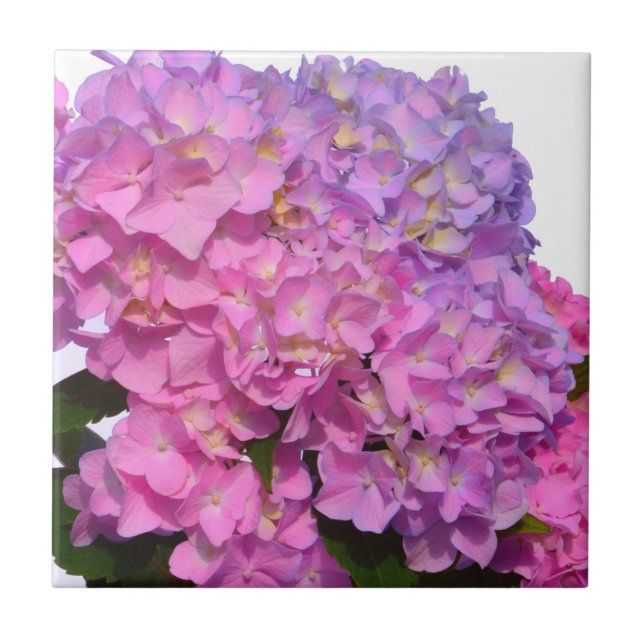 Pink Blue Hydrangeas elegant pink purple flowers Tile (Front)