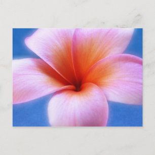 Pink & Blue Plumeria Frangipani Hawaii Flower Postcard