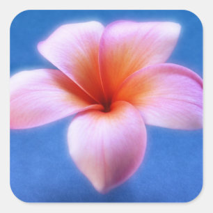 Pink & Blue Plumeria Frangipani Hawaii Flower Square Sticker