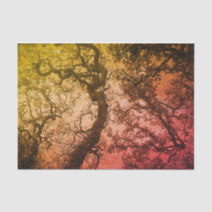 Pink Blush Trees Tissue Paper