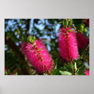 Pink Bottlebrush Flowers Photo Print