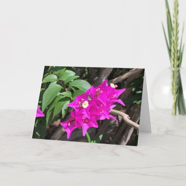Pink Bougainvillea Blank Card (Front)