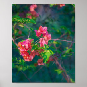 Pink Bougainvillea Flower Photography Wall Art Pos