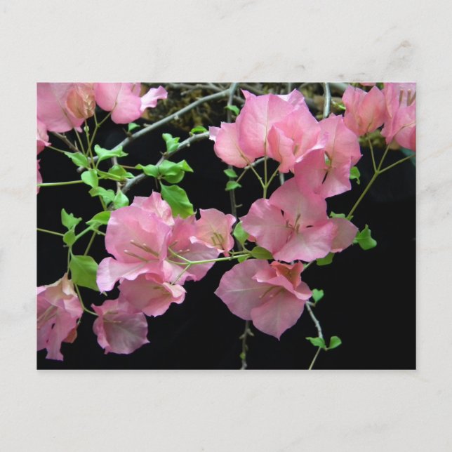 Pink Bouganvilla Clusters Postcard (Front)