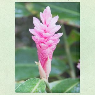 Pink Brazilian Orchid Magnet