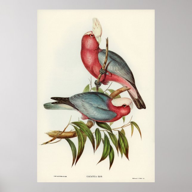 Pink-breasted Cacatua Poster (Front)