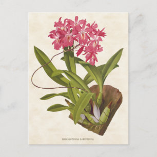 Pink Broughtonia Orchid Vintage Botanical Postcard